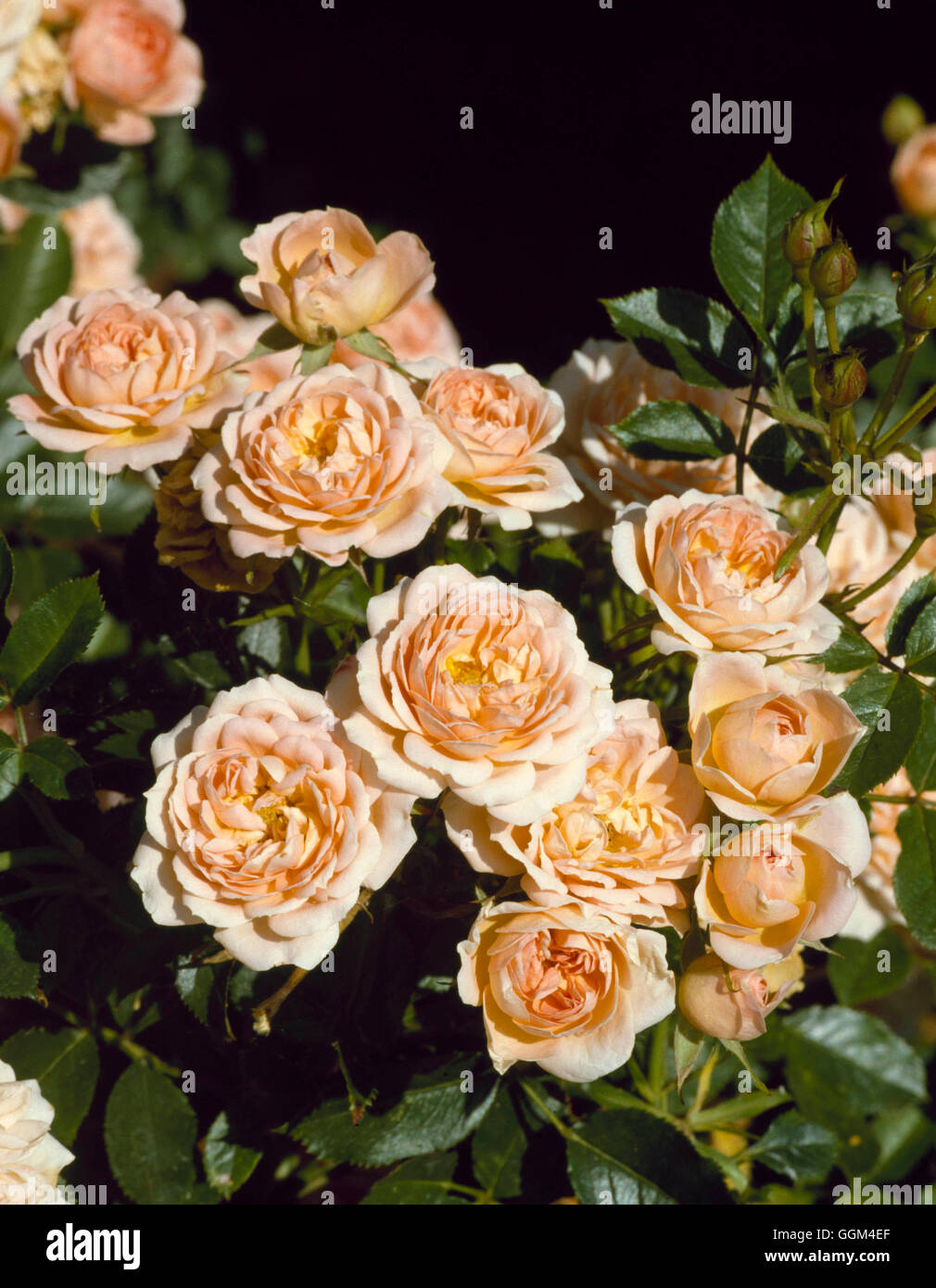 Miniature/Patio Rose - Rosa `Sweet Dream' AGM   RMN051178 Stock Photo